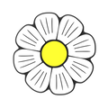 Budz | Daisy